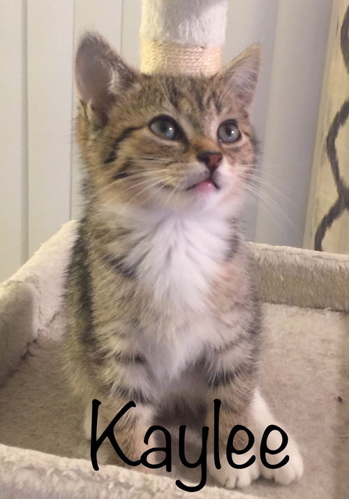 Kaylee (MG) 11.20.18