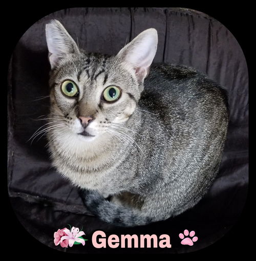 Gemma (MRM) 6.20.17