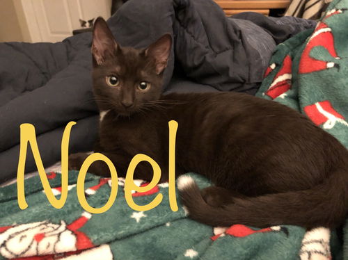 Noel (KT) 11.4.18