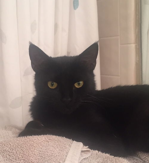 JoJo (GP) 8.1.18