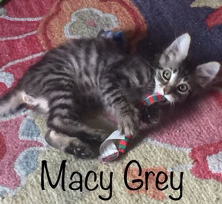 Macy Grey (MG) 1.22.19