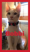 Bobbi (BN) 5.10.19