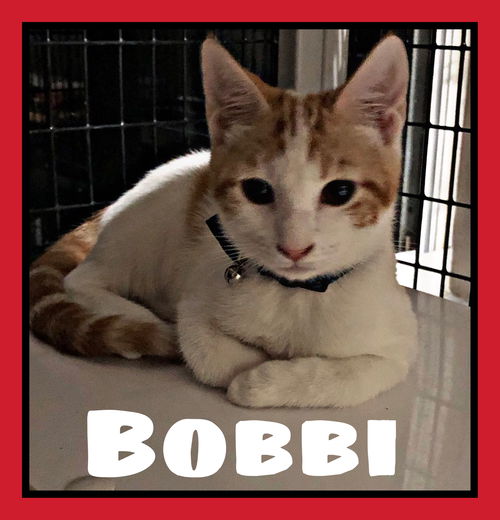 Bobbi (BN) 5.10.19