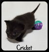 Cricket & Junebug (MRM) 5.2.19