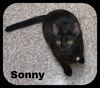 Sonny (MRM) 4.20.19