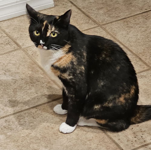 Amber 3.6.19