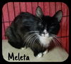 Meleta (MRM) 5.10.18