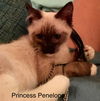 Princess Penelope (DB/JHP) 6.1.19