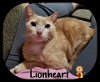 Lionheart 6.8.12