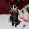 Gypsy (KGC) 8.13.17