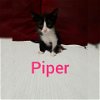 Piper (KGC) 6.18.19