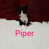 Piper (KGC) 6.18.19