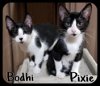 Bodhi & Trixie BONDED PAIR (MRM) 6.12.19