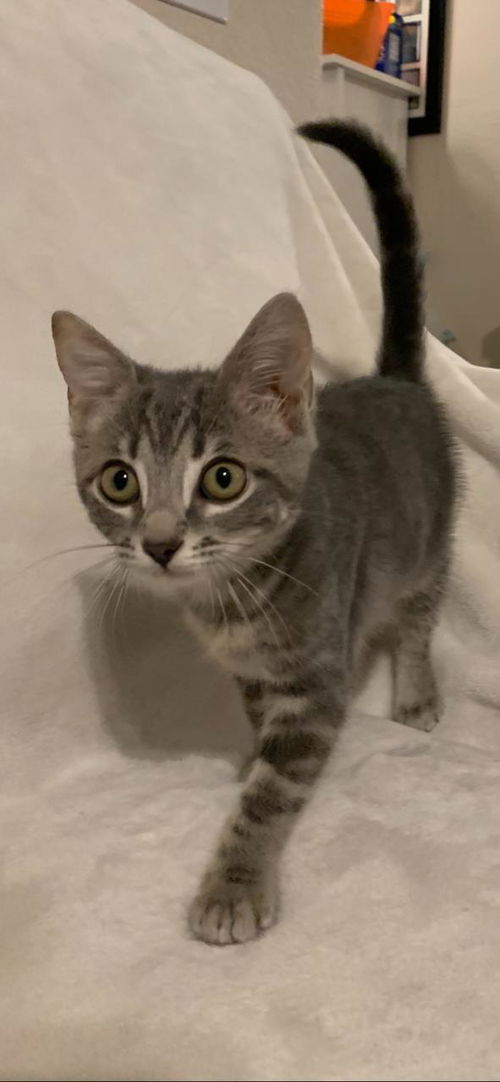 Cinder (ANP) 10.31.19