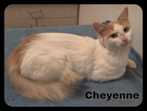 Cheyenne (CS) 6.1.19