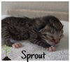 Sprout & Leaf (MRM) 3.27.2020