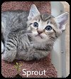 Sprout & Leaf (MRM) 3.27.2020