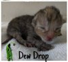 Dew Drop & Petal (MRM) 3.27.2020