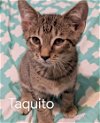 Taquito (KMB) 4.1.2020