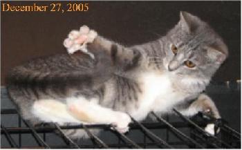 Cutesy Bootsie