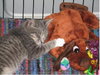 Cutesy Bootsie