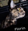 Florin (MRM) 9.26.19