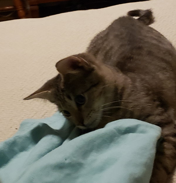 Nacho 6.14.20