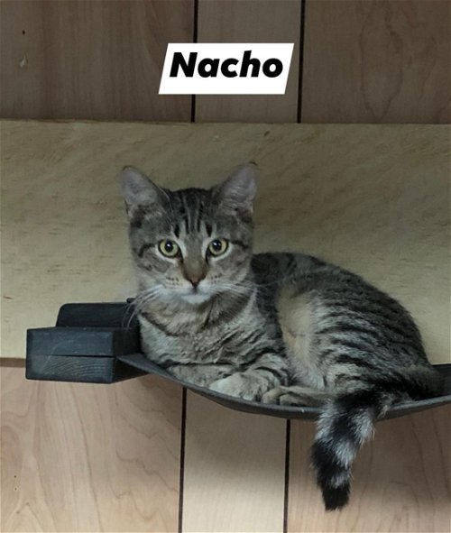 Nacho (MC) 6.14.20