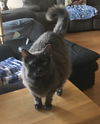 Kitty (BS) 10.8.09