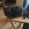 Kitty (BS) 10.8.09