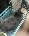 Kitty (BS) 10.8.09