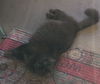 Kitty (BS) 10.8.09