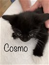 Cosmo & Nerina (PR) 4.5.21