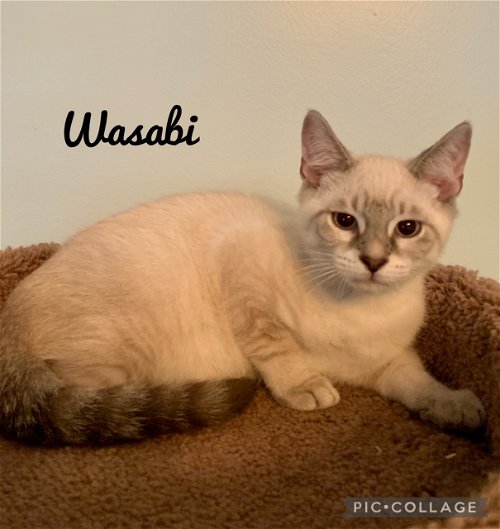 Wasabi (IL) 3.1.21