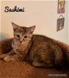 Sashimi (IL) 3.1.21