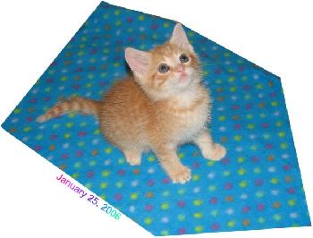 Mylo