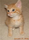 Mylo