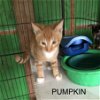 Pumpkin (INT) 7.9.21