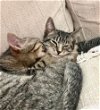 Pete & Katerina Kittycat (PAAH) 10.8.21