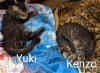 Yuki & Yoshi 12.1.21