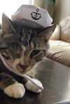 Admiral Meowington 6.21.21