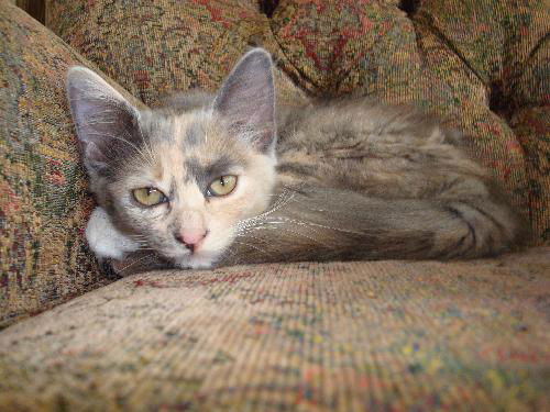 Lilly (TD)