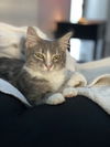 Kringle 11.1.21