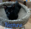 Neptune 4.7.22