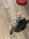adoptable Cat in apopka, FL named Gray Christophe 7.25.22