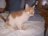 Creamsicle