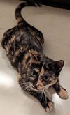 adoptable Cat in apopka, FL named Crystal 6.1.22