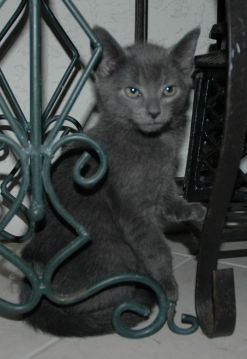 Wuzzy