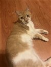 adoptable Cat in apopka, FL named Ms. Pierre 5.15.13