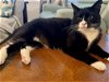 adoptable Cat in apopka, FL named Nelson 9.15.19 & Buddy 9.1.23